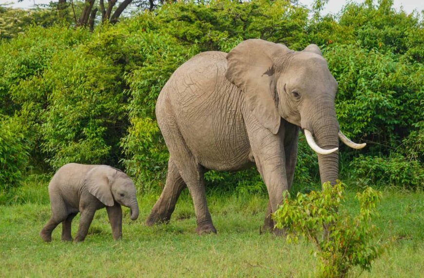 Elephants in a Sri Lankan…