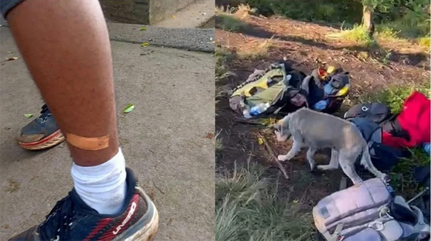 Anjing liar yang diduga rabies menggigit belasan pendaki di jalur pendakian Gunung Batukaru, Tabanan, Minggu (21/9/2025). Foto: dok. Istimewa
