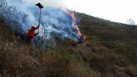 Petugas Taman Nasional Gunung Rinjani (TNGR), Lombok, NTB, berupaya memadamkan api yang membakar belasan hektare lahan. (Sumber Foto: TNGR/Liputan6.com/Hans Bahanan)