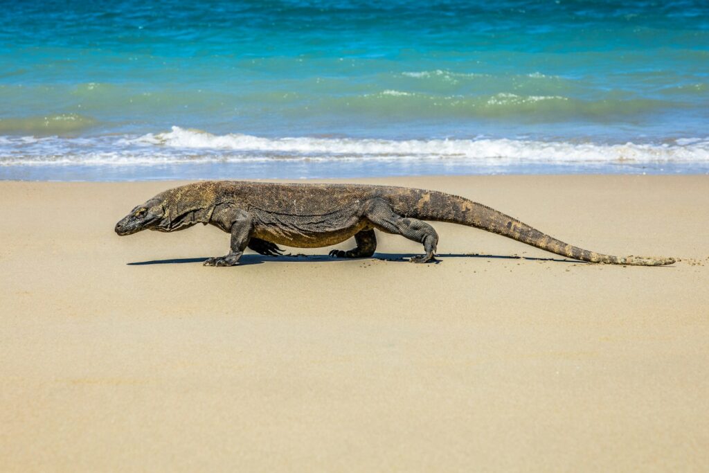 Komodo dragon berjalan di pantai berpasir dengan latar laut biru di Labuan Bajo Flores, Indonesia. Foto oleh Mitch Hodiono (@m_photo).