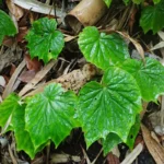 tanaman begonia liar di hutan tropis