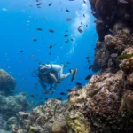 penyelam scuba diving di Pulau Bawah Anambas Kepulauan Riau