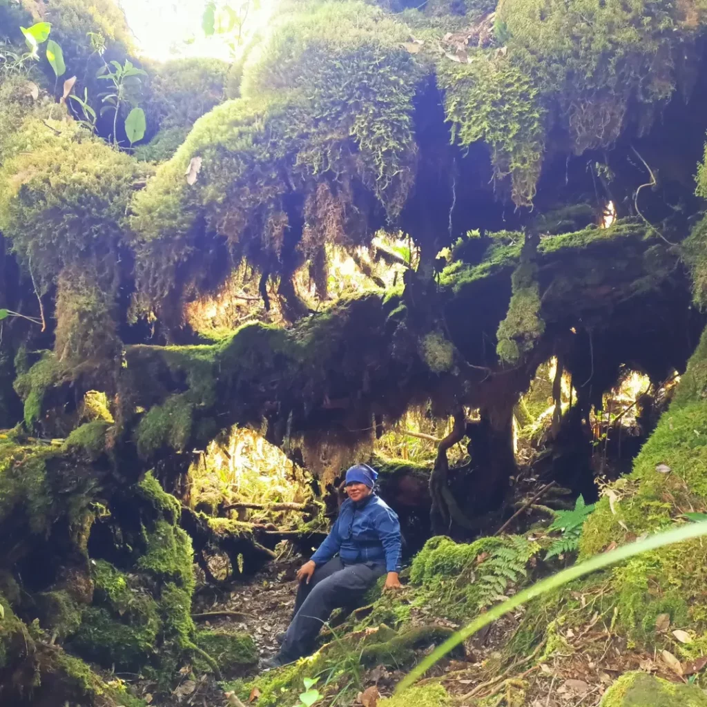 Via Renah alai istana lumut